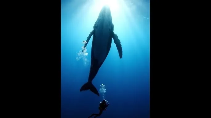 母上攻略 竹影随行第一主板 - 深蓝星球：探索海洋深处的未知世界